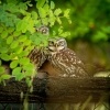 Sycek obecny - Athene noctua - Little Owl 0233